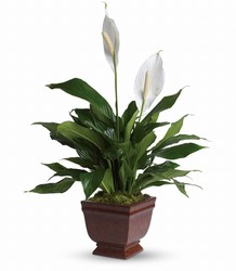 Lovely One Spathiphyllum Plant from Visser's Florist and Greenhouses in Anaheim, CA